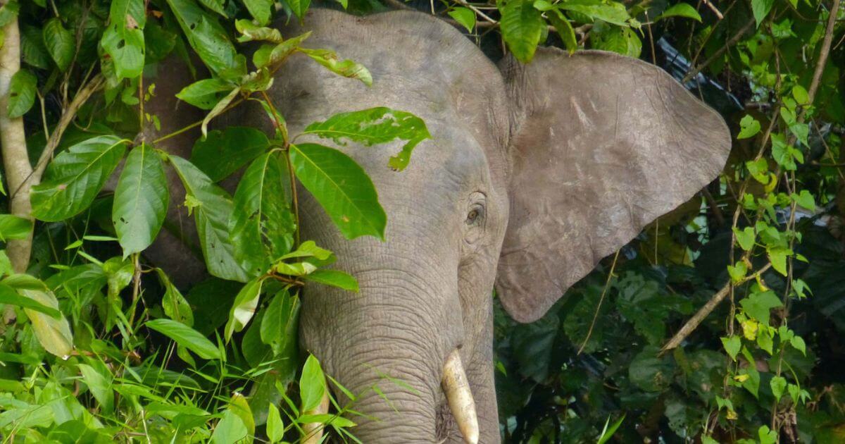Borneo Wildlife Gala 1200x630 5 opt